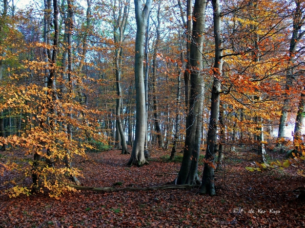 Chant d'automne 2012 (34)